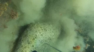 Подводная охота на камбалу.
