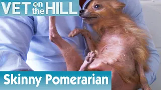 🐶 Scary Thin Pomeranian Dog | FULL EPISODE | S02E02 | Vet On The Hill