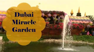 Удивительный парк цветов Dubai Miracle Garden
