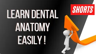 Learn Dental Anatomy Easily!