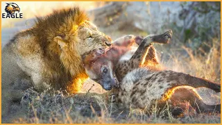 30 Crazy Moments! Lion Attacks Injured Hyena Caught On Camera | Wild Animals