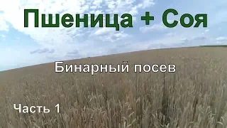 Пшеница + Соя. Бинарный посев