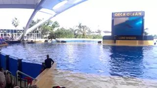 Tenerife Loro Parque - Orca show, 12th September 2014 | Ashley