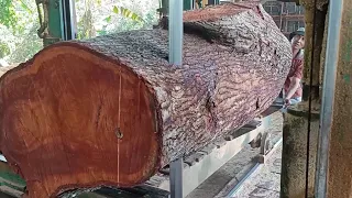 large mahogany sawmill raw material 60 cm wide. Indonesian Mahogany sawing