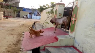 Dog vs goat......... Fight