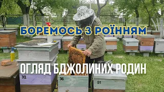 Як ми боремось з роїнням бджолиних родин. Огляд бджолиних родин