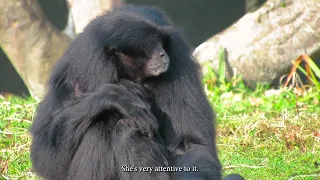 Mums of Dublin Zoo: Siamang gibbon Cahaya