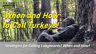 When and How Much Should You Call to a Turkey! Guide to Calling Gobblers in the Spring