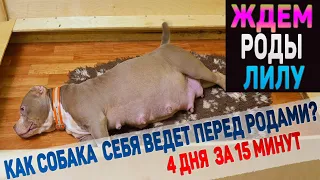 Ждем вместе роды у собаки Американский Булли