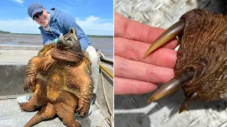 You Absolutely Don't Want to Get Bitten By This Turtle