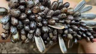 I sat down near the pot to remove stubborn seeds