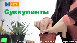 🌱 Как пересаживать кактус🌱 Ботанический сад им. Гришка, Киев. Как пересадить суккулент U-F-L.net
