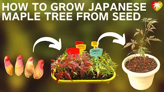 How to grow Japanese maple tree from seed