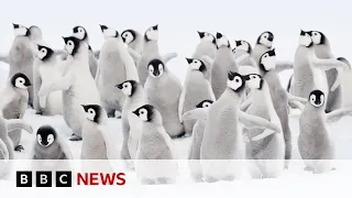 Thousands of emperor penguins killed in the Antarctic - BBC News