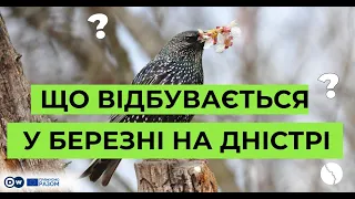 Весна повертається