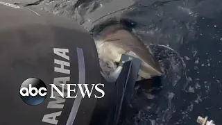 Shark bites boat propeller and won't let go