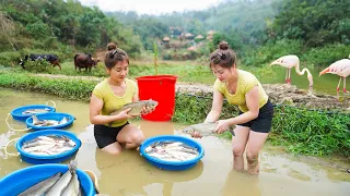 Harvesting Fish In The Field Goes To Market Sell - Cooking Fish - Live with nature | Nhất New Life
