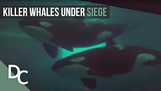 Killer Whales Are In Trouble Again! | Long Gone Wild | Nature Documentary | Documentary Central