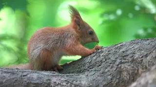 Бельчонок и огурчик / Squirrel baby and cucumber