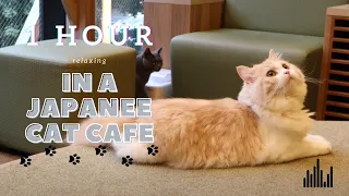 [4k] 1 hour | Relaxing In A Japanese Cat Cafe