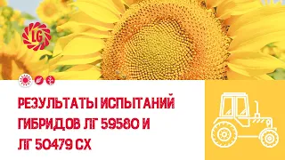 🌻Результаты испытаний гибридов ЛГ 59580 и ЛГ 50479 СХ