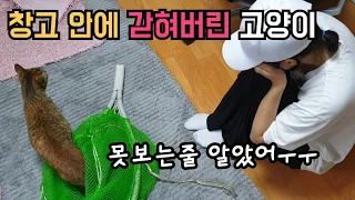 창고안에 갇혀서 별이 될뻔했던 고양이[고양이탐정]