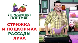 СТРИЖКА И ПОДКОРМКА РАССАДЫ ЛУКА