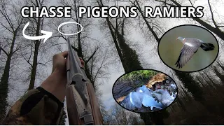 CHASSE Pigeons Ramiers (belle fin de saison)