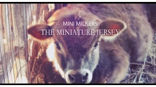 Mini Milkers - The Miniature Jersey Cow