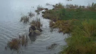 482 Brett and coy near the bridge 9/15/2018