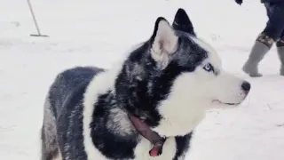 Playful Husky Shenanigans Extravaganza