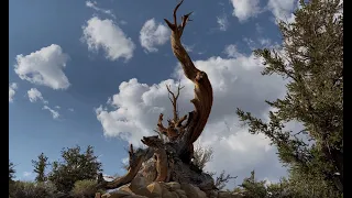 Ancient Bristlecone Pine Forest - White Mountains of California