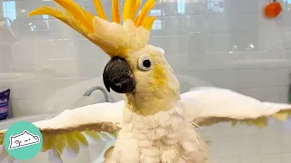 Cockatoo Starts Dancing After 28 Years Cage Time | Cuddle Buddies