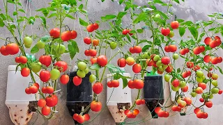 Best Way To Grow Tomato Plant in Plastic Hanging Bottles | Grow Tomato for High Yield, Lots of Fruit