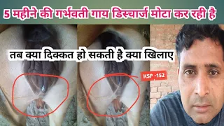 5 महीने की गर्भवती गाय मोटा डिस्चार्ज कर रही हैं | garbhvati gaay discharge kar rahi hai | KSP -152