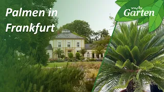 Der Palmengarten in Frankfurt am Main | MDR Garten