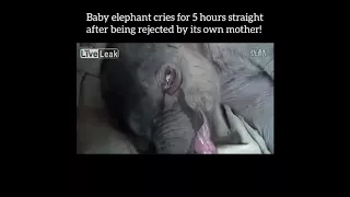 baby #elephant cries for 5 hours straight after being rejected by its own  mother