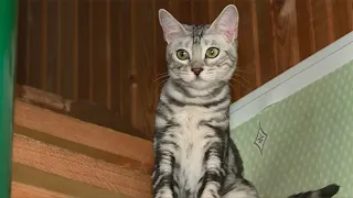 Котам и кошкам из России запретили участвовать в международных выставках