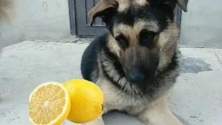 Реакция собак на лимон 🐶🍋//Смешная реакция 😂