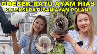 GREBEK KOLEKSI RATU AYAM HIAS INDONESIA - DAMOUR FARM - AYAM POLAND