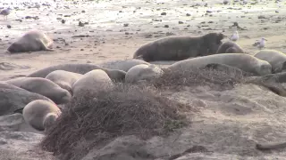 Elephant Seals ,Ano Nuevo.