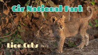 Lion Cubs - Gir National Park - January 2024- Part 2 - 4K