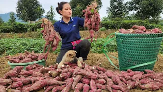 Harvesting Sweet Potato Garden go market sell - Gardening - grow sweet potatoes | Lý Thị Ca