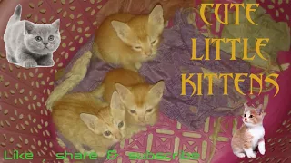 30 day's old cute little kittens 😘😺😺😺😘