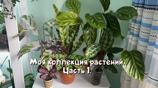 Моя коллекция растений. Часть 1.