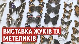 У Луцьку показали колекцію метеликів та жуків