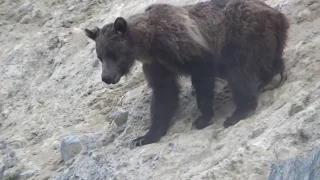 MOUNTAIN GOAT GRIZZLY BEAR ENCOUNTER IN CANADIAN ROCKIES