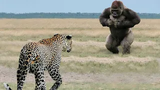Этот Леопард Наводит Ужас На Всю Африку! Редкие Сражения Животных , Снятые на Камеру
