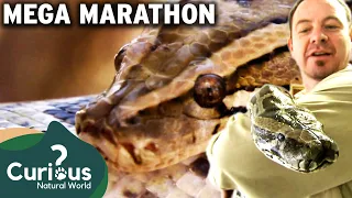 MEGA Reptile Hunt! Python Hunters DEEP in Everglades! | Full Episodes | Curious?: Natural World