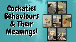 Cockatiel Behaviours and Their Meanings! | TheParrotTeacher